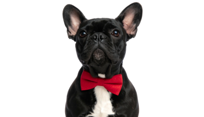 Adorable Black French Bulldog Puppy Wearing a Red Bow Tie.