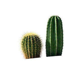 Two cacti, one round and spiky, the other tall, with pink dots, set against black