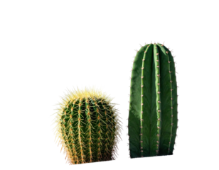 Two cacti, one round and spiky, the other tall, with pink dots, set against black