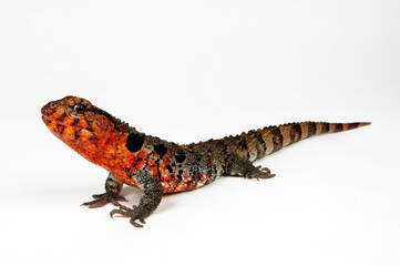 Chinese crocodile lizard // Chinesische Krokodilschwanzechse (Shinisaurus crocodilurus) 