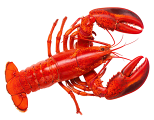 Cooked, red crustacean with large claws and antennae, viewed in high detail against black