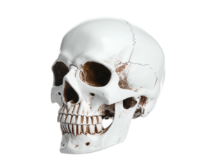 A realistic, white skull, angled, with visible teeth and eye sockets, isolated