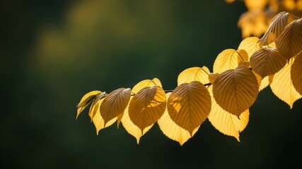 Golden autumn leaves backlit by the sun on a branch - Powered by Adobe