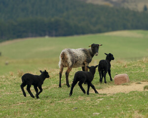 An adult Gotland sheep eating hay, with three black lambs following. Gotland sheep are a rare breed that originate from Sweden. © Zenobia Southcombe