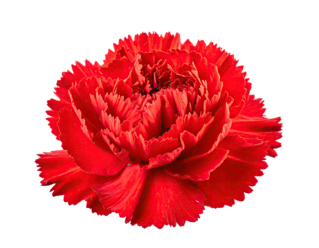 A vibrant, fully bloomed red flower with ruffled petals, isolated on black