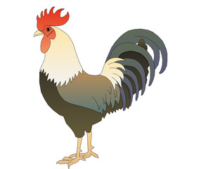 rooster isolated on white