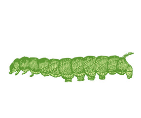 caterpillar on a leaf