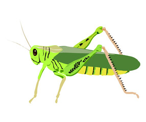 grasshopper on a white background