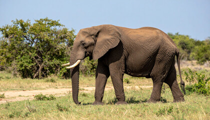 African Elephant Grazing in the Savanna