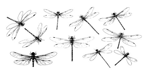 Watercolor dragonflies. Colorful insects with wings, summer spring fly bug, nature decoration set vector illustration
