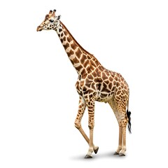 Obraz premium Elegant Giraffe Strolling - A Majestic Wildlife Portrait in Natural Light.