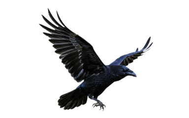 Black crow ,Isolated on white background png.
