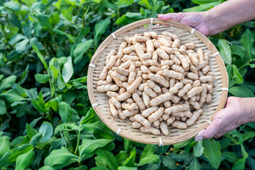 Holding a harvest of fresh peanuts