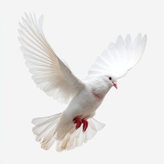 White dove in flight against a white background