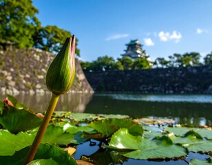 Japanese pond scene with a closed water lily