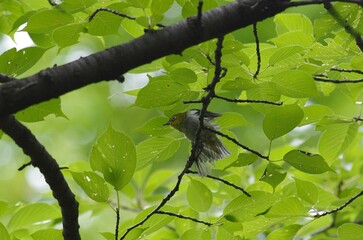 Japanese White-eye (Mejiro): [Zosterops japonicus], a bird classified under the order Passeriformes, family Zosteropidae, genus Zosterops
