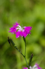 Kawara-nadeshiko: [Dianthus superbus L. var. longicalycinus (Maxim.) F.N.Williams], a perennial plant belonging to the genus Dianthus in the family Caryophyllaceae