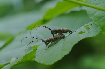 Himehigenaga Kamikirimushi: [Monochamus subfasciatus], a species of long-horned beetle with long antennae