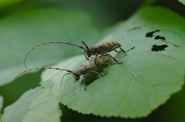 Himehigenaga Kamikirimushi: [Monochamus subfasciatus], a species of long-horned beetle with long antennae