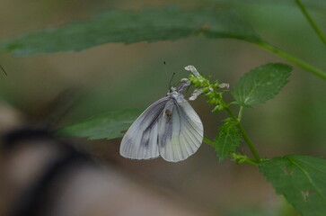 Monshirochou, small cabbage white butterfly (Pieris rapae) , a species of butterfly classified in the family Pterodiidae (swallowtail butterflies)