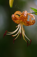 Oniyuri: [Lilium lancifolium], a plant belonging to the genus Lilium in the family Liliaceae. 
