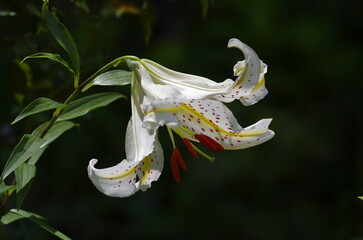 Yamayuri: [Lilium auratum], A perennial plant of the genus Lilium in the family Liliaceae.