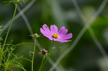 Cosmos, a flower of the genus Cosmos in the Aster family