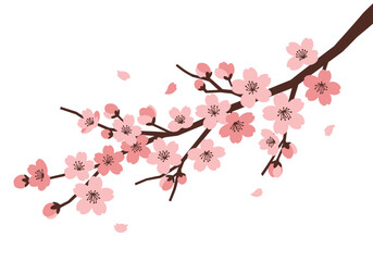 Blooming Cherry Blossom Branch with Delicate Pink Flowers and Buds.