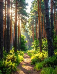 Obraz premium Sunlit pathway through a dense evergreen forest, vibrant greens