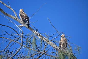 Whistling kite