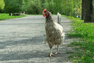Charming Gray Chicken Gracefully Wandering Through a Lush Backyard Garden Bathed in Warm Spring Sunlight, Capturing the Essence of Rural Serenity and Nature's Beauty.