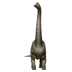 Obraz premium Brachiosaurus dinosaur standing tall isolated on white background