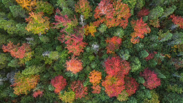 Aerial Top-Down View of Vibrant Fall Forest Canopy with Red, Ora