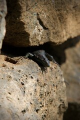 lizard of a old stone wall