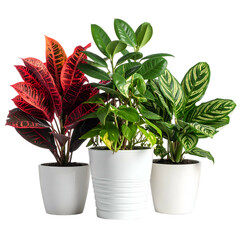 Fototapeta premium Three potted houseplants with vibrant foliage red, green, and variegated, in white pots