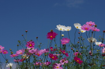 青空の下　満開の秋桜