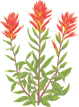 Indian Paintbrush Flower (Castilleja miniata) Botanical Digital Painting &ndash; Wild Red Bloom Nature Art