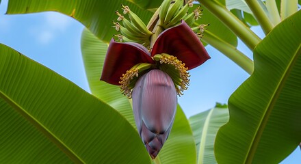 Banana Flower Blossom - A Close-Up of Natures Beauty.