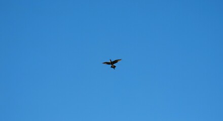 Fototapeta premium A solitary bird gracefully soars through the vast expanse of a clear, brilliant blue sky, symbolizing freedom and boundless opportunity ,freedom ,outdoors ,nature