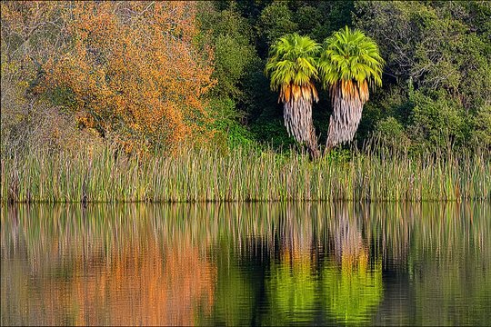 Twin palms reflect in lake. Autumn leaves behind. Serene view