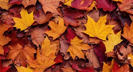Obraz premium A vibrant collection of fallen autumn leaves creates a beautiful natural carpet, showcasing the rich colors of the season's transition ,fall ,natural ,texture