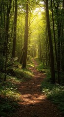 Fototapeta premium A winding trail disappears into a dense, sun-dappled forest, inviting exploration and quiet contemplation of nature's beauty ,wilderness ,peace ,concept