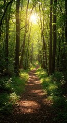 A winding trail disappears into a dense, sun-dappled forest, inviting exploration and quiet contemplation of nature's beauty ,mystery ,sunlight ,disappearing
