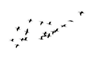A flock of birds flying in the sky