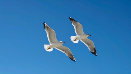 Fototapeta premium Two seagulls soaring high in a bright blue sky with freedom and flight concept.