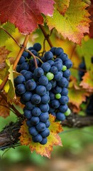 Lush purple grapes hang heavy on the vine, framed by warm, golden, and crimson autumn leaves, capturing the essence of a bountiful fall harvest ,golden ,vibrant ,grapes