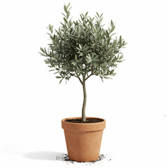 Realistic studio photograph of a healthy small olive tree in a terracotta pot, showcasing its vibrant silvery-green leaves, elegantly isolated on a white background