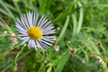 Obraz premium 野原に淡い紫のヒメジョンが咲いていた