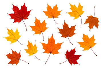 Colorful autumn maple leaf collection isolated on white background, showcasing the beauty of fall foliage in various shades