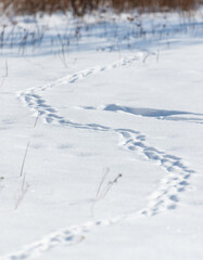 A snow covered field with a line of tracks in the snow